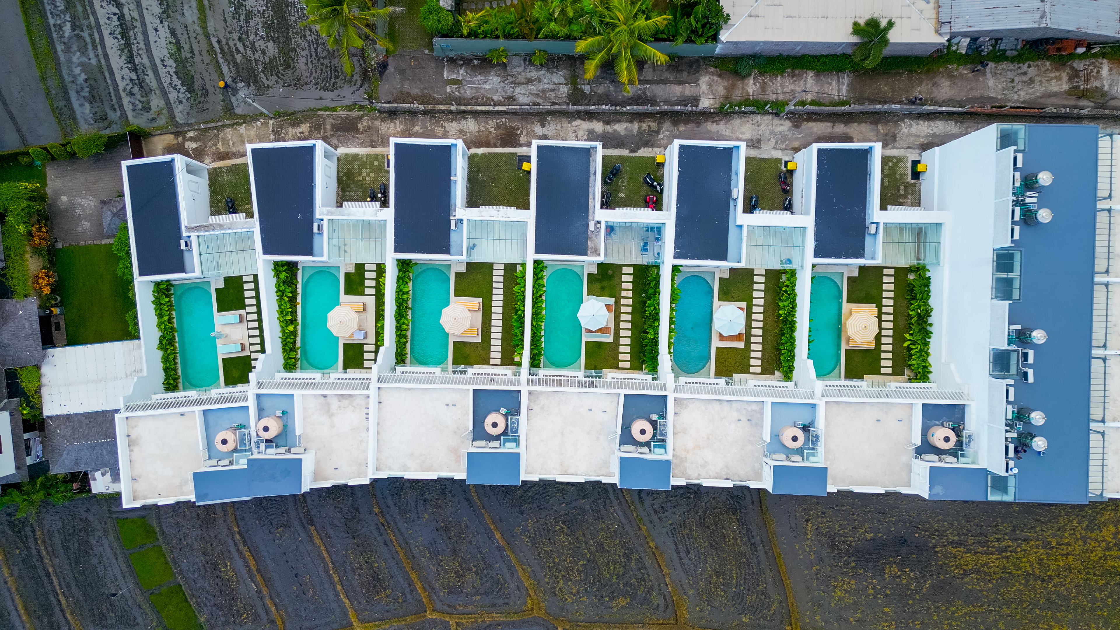 bird eye 2